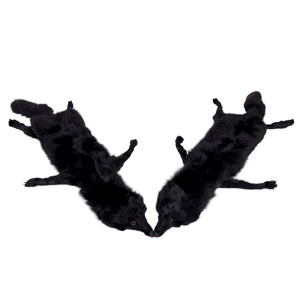 Stola composta da due pelli di volpe nera