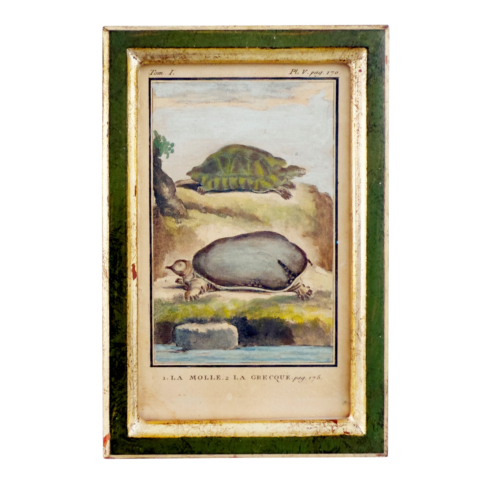 Quattro Incisioni Acquarellate, XVIII Secolo