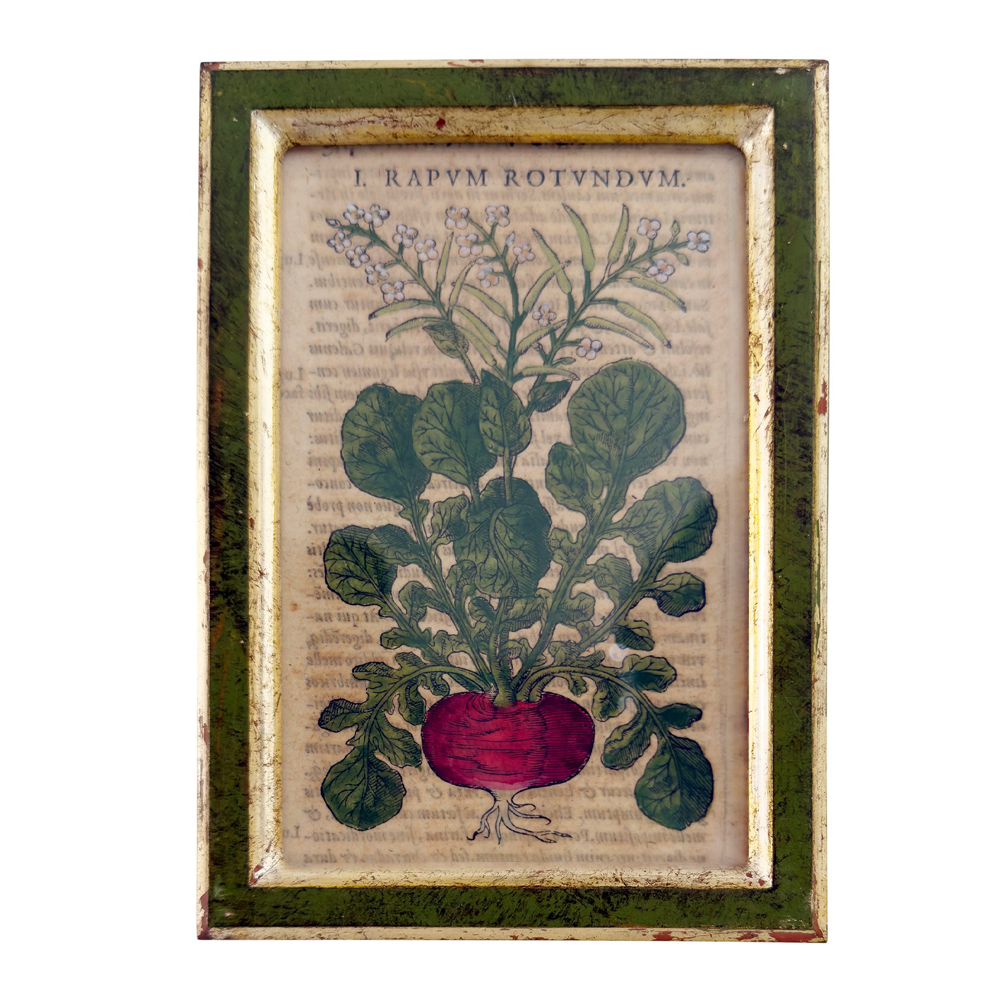 Quattro Incisoni Acquarellate, XVII Secolo
