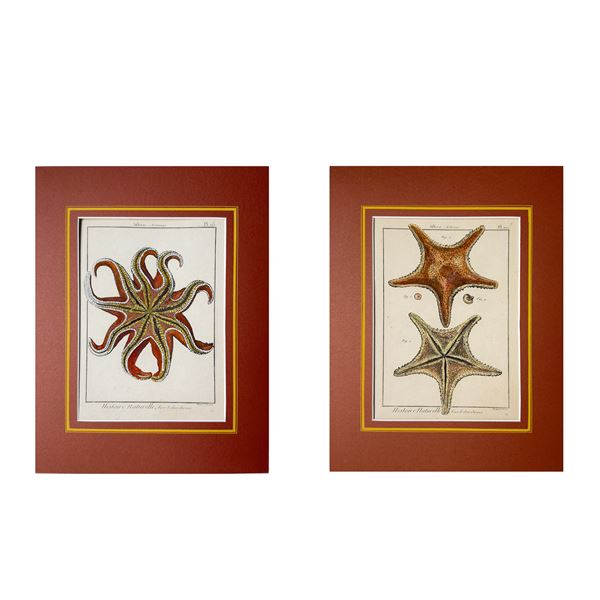 Due incisioni acquarellate, XVIII secolo