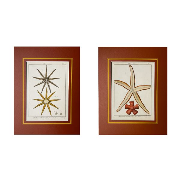 Due incisioni acquarellate, XVIII secolo