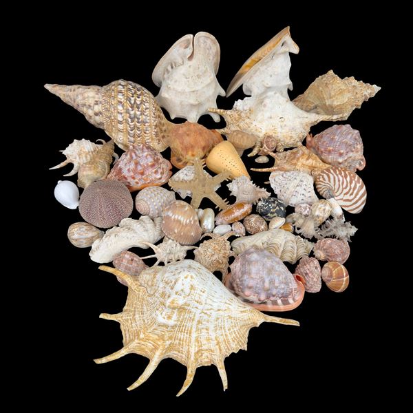 Grande collezione di 200 conchiglie di specie e tipologie diverse