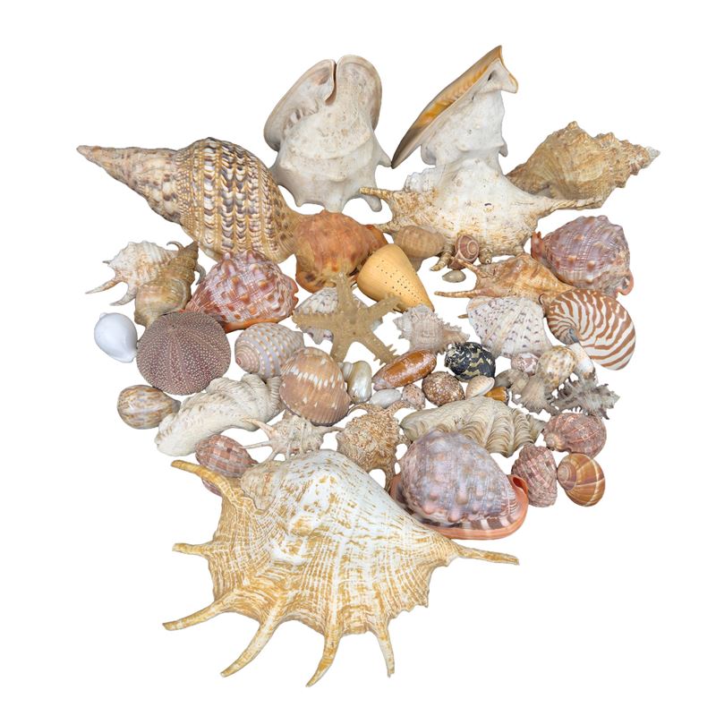 Grande collezione di 200 conchiglie