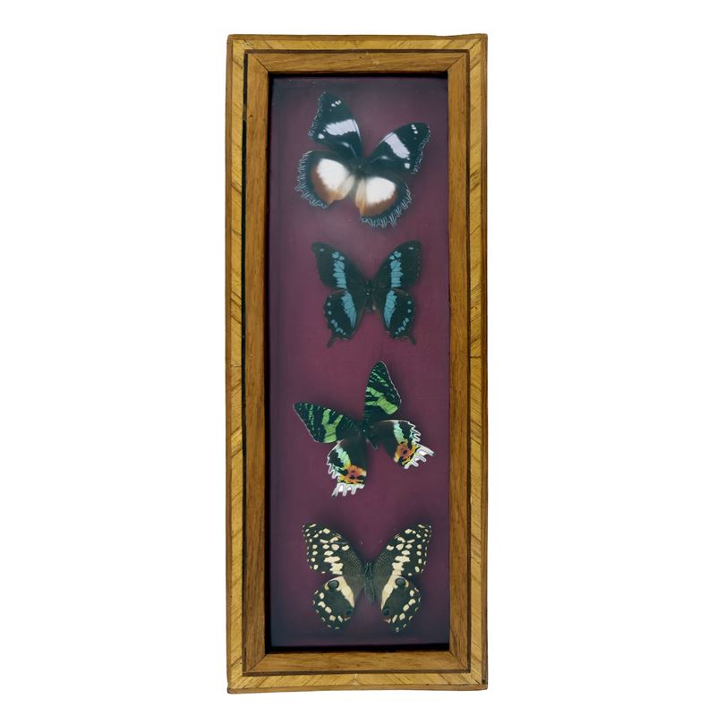 Collezione di 4 farfalle entro teca rettangolare