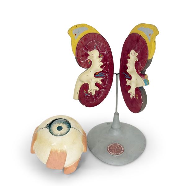 Modello anatomico di occhio umano scomponibile, Paravia, 1950 circa