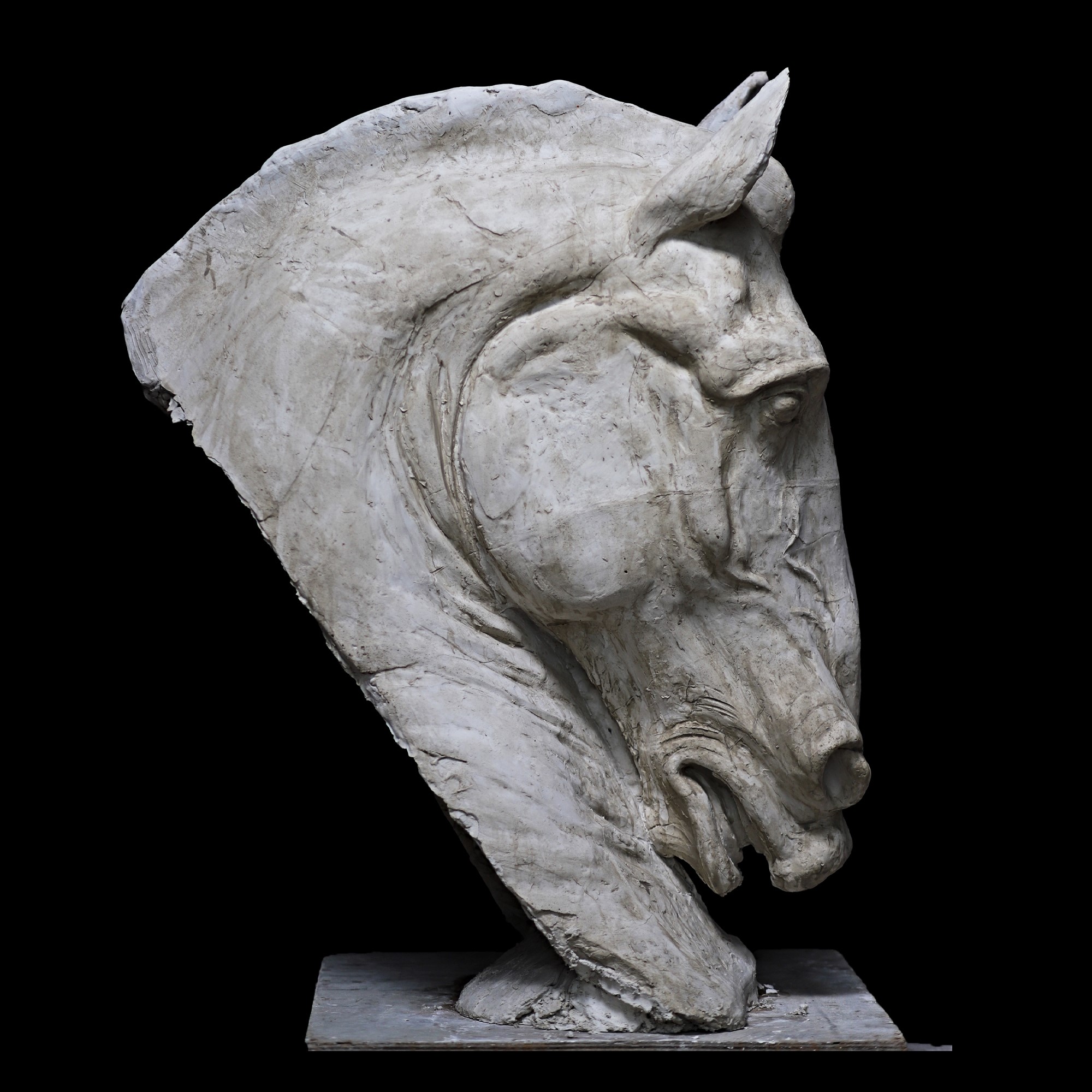 Testa di cavallo in gesso