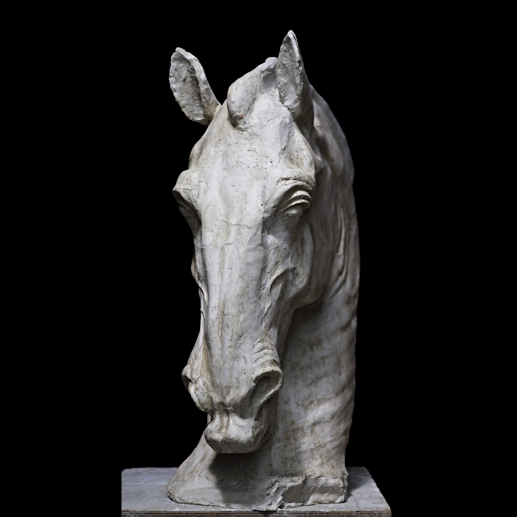 Testa di cavallo in gesso
