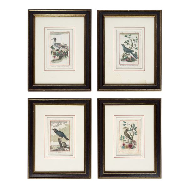 Quatto incisioni ornitologiche acquarellate, XVIII secolo