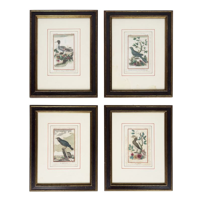 Quatto incisioni ornitologiche acquarellate, XVIII secolo
