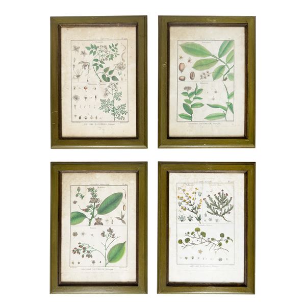 Otto incisioni botaniche acquarellate, XVIII secolo