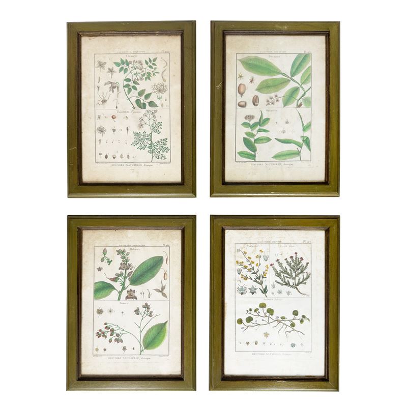 Otto incisioni botaniche acquarellate, XVIII secolo