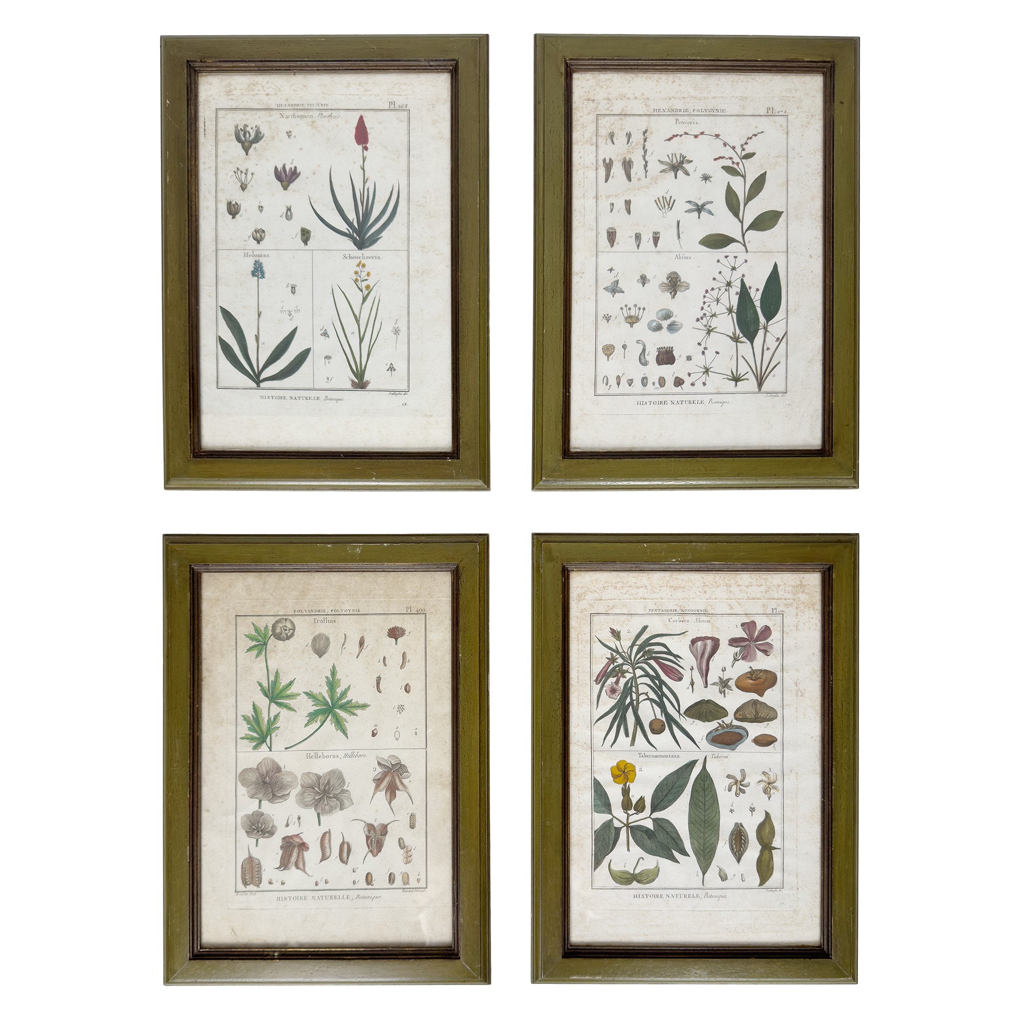 Otto incisioni botaniche acquarellate, XVIII secolo