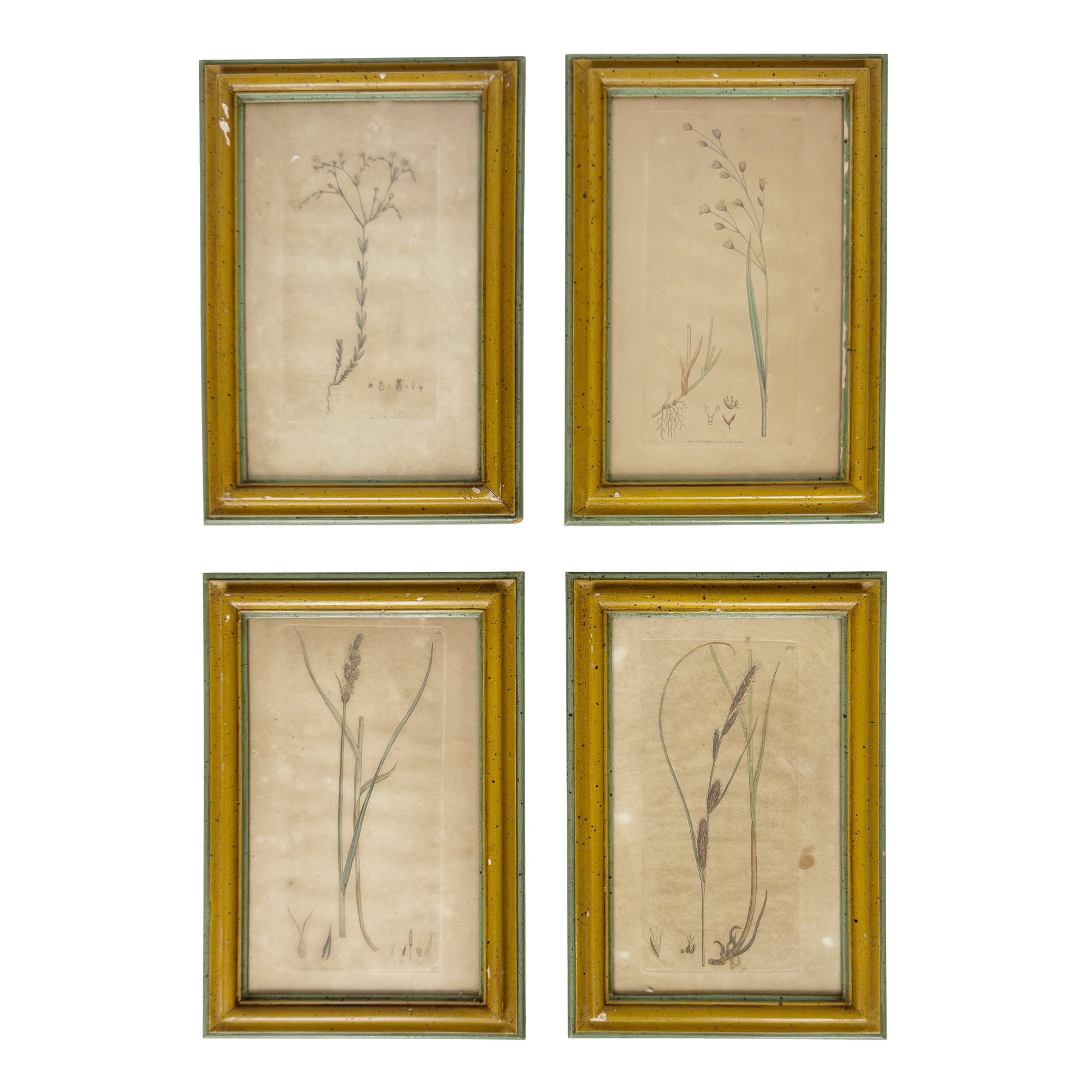 Otto incisioni botaniche acquarellate, XVIII secolo