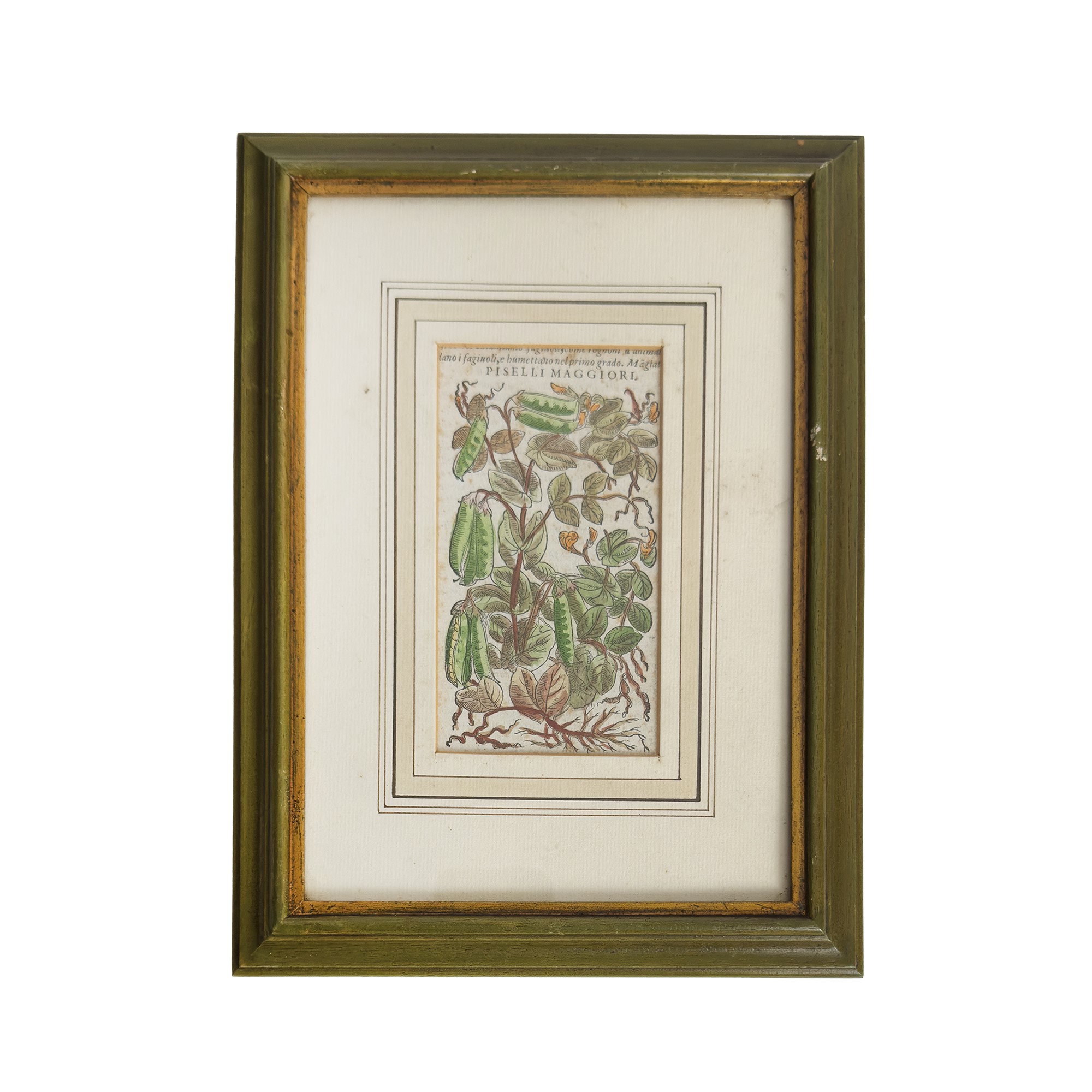 Otto incisioni botaniche acquarellate, XVIII secolo