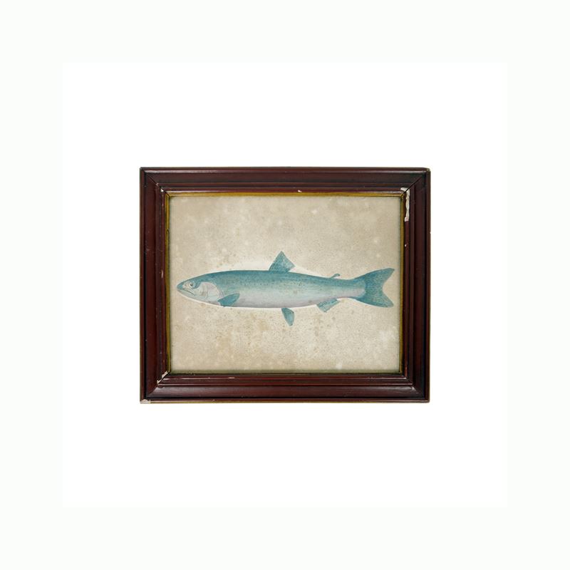 Incisione acquarellata raffigurante un pesce, XIX secolo