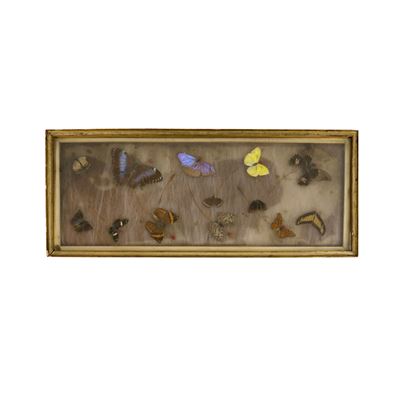 Collezione di farfalle entro cornice, 28,5x70 cm