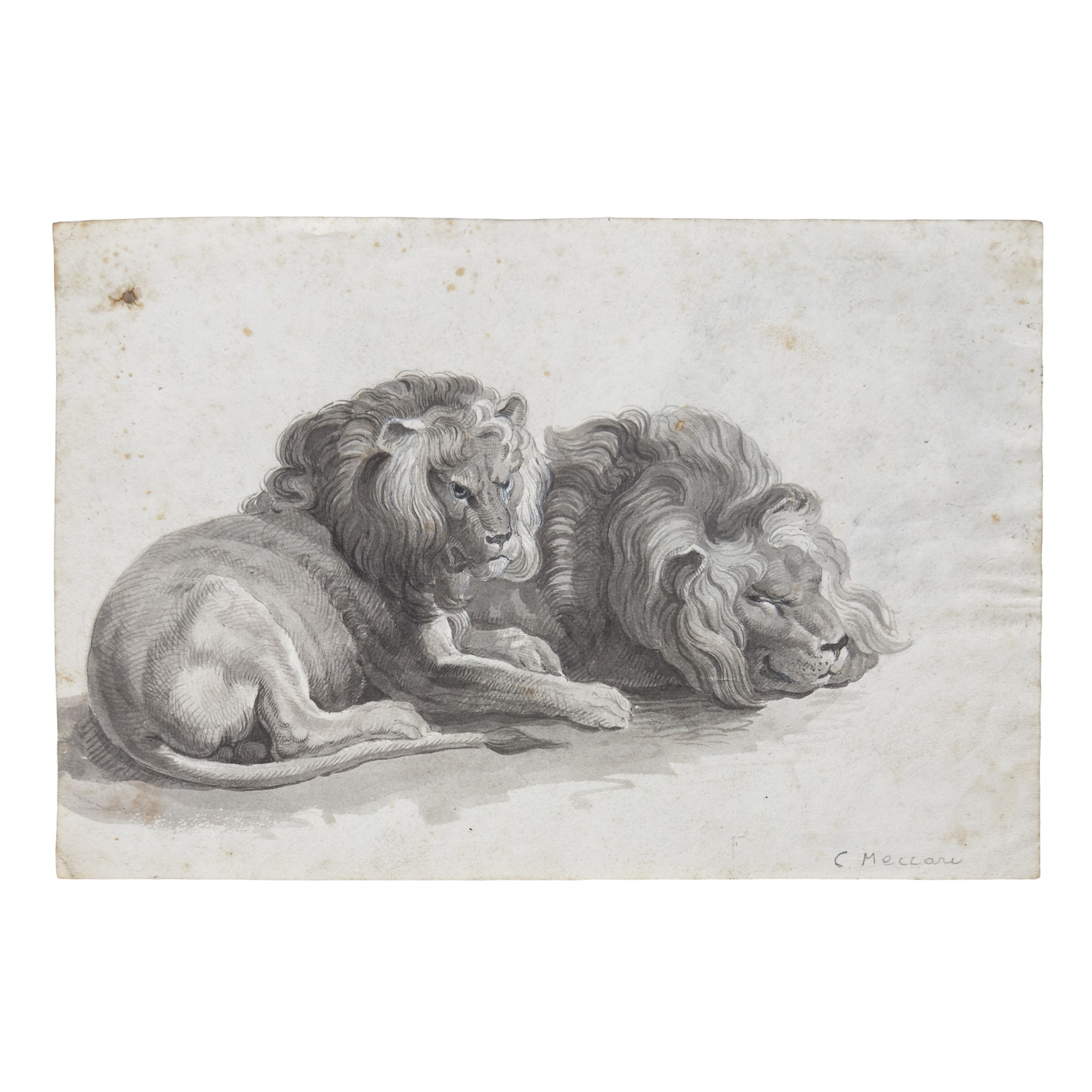 Cesare Maccari, Leoni accovacciati – Studio per una testa di leone, disegno a matita su carta