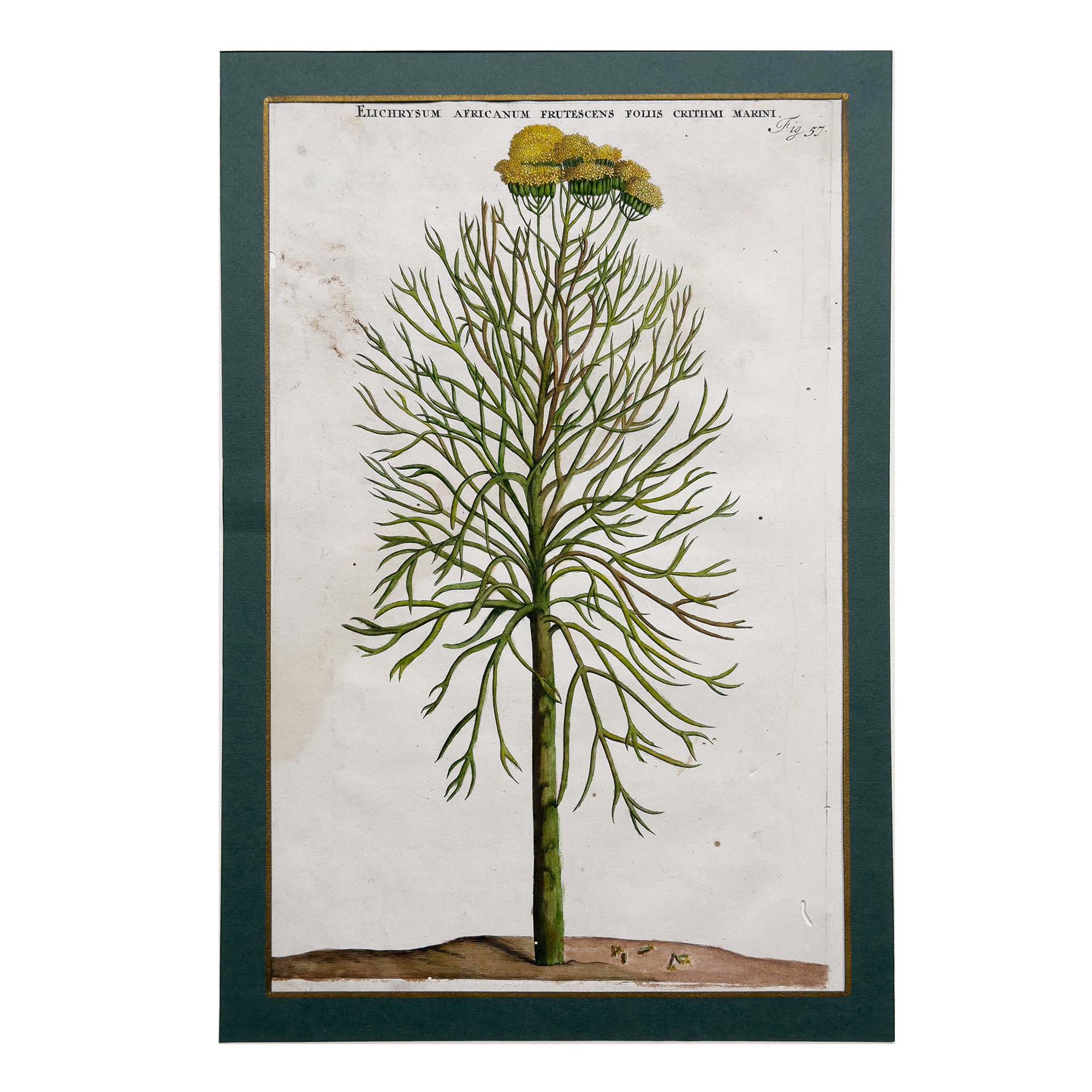 Sei incisioni acquarellate a soggetto botanico, fine XVII-inizi XVIII secolo