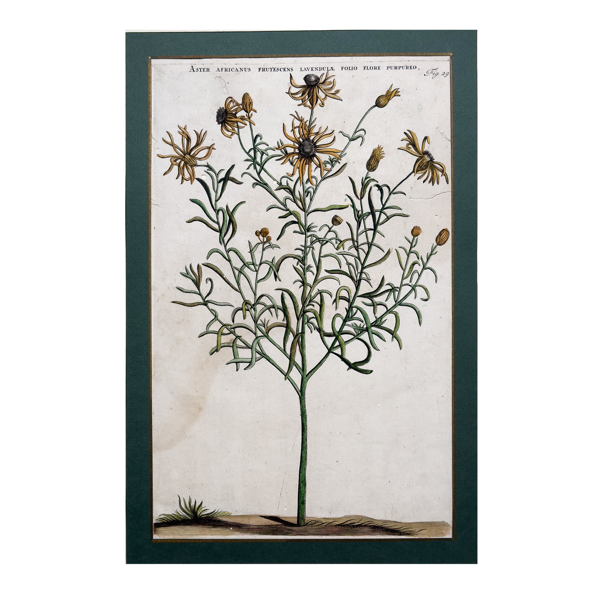 Sei incisioni acquarellate a soggetto botanico, fine XVII-inizi XVIII secolo