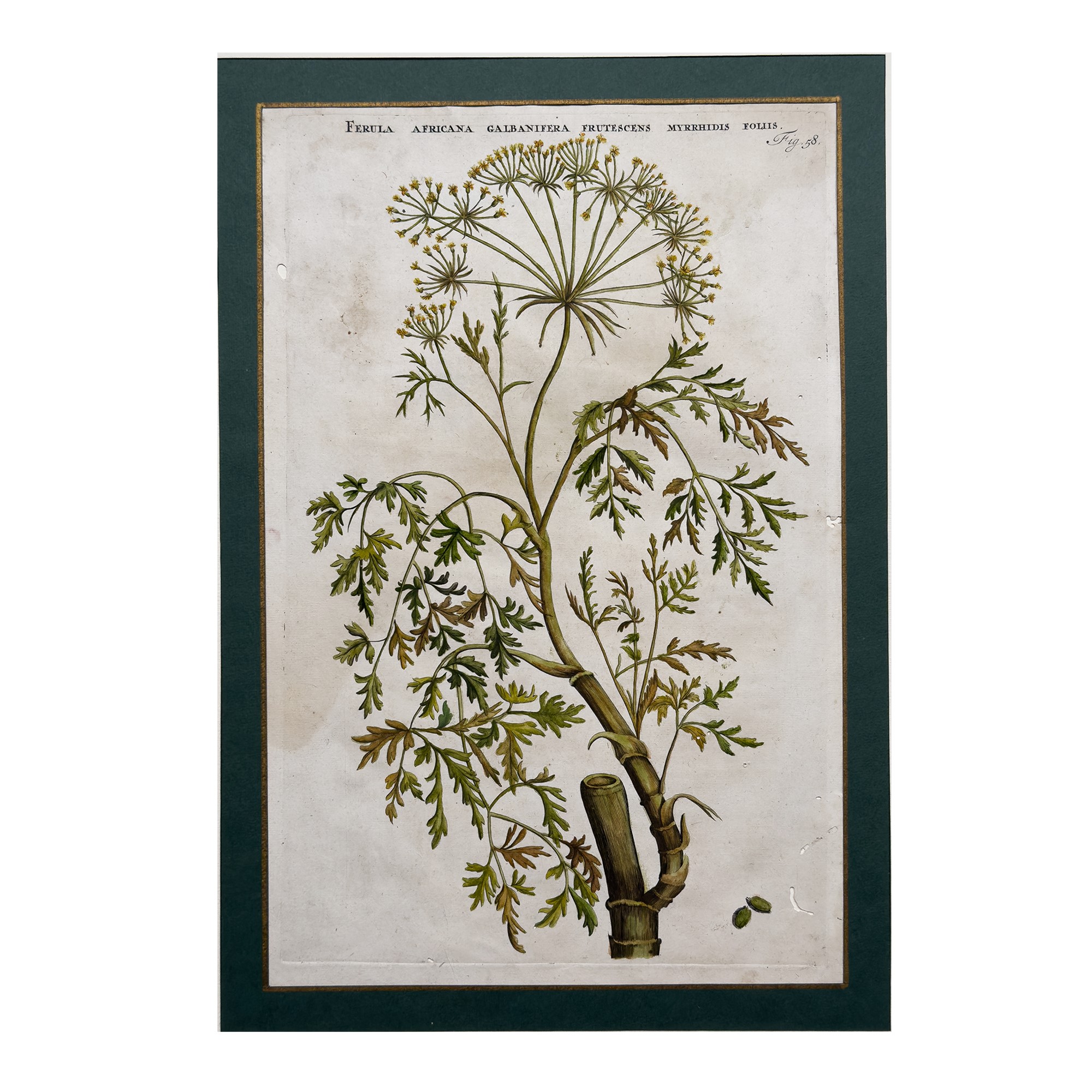 Sei incisioni acquarellate a soggetto botanico, fine XVII-inizi XVIII secolo